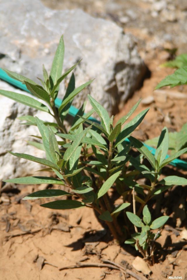grčki oleander
